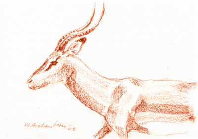 Bild Impala von Uli Aschenborn